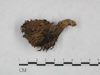 登錄號:F0025008藏品圖，第3張