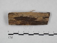 小皮傘屬藏品圖，第1張