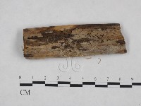 小皮傘屬藏品圖，第3張