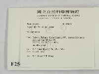 小皮傘屬藏品圖，第2張