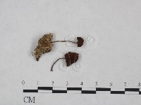 小皮傘屬藏品圖，第3張