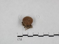 登錄號:F0025011藏品圖，第1張