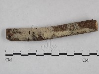 絲皮菌屬藏品圖，第1張