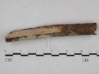 絲皮菌屬藏品圖，第3張