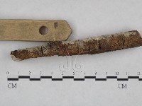 絲皮菌屬藏品圖，第4張