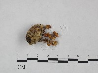登錄號:F0025016藏品圖，第1張