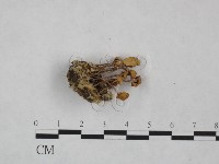 登錄號:F0025016藏品圖，第4張