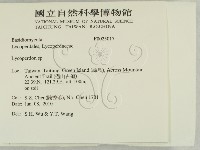 禿馬勃屬藏品圖，第2張