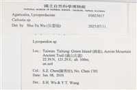 禿馬勃屬藏品圖，第4張