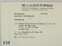 小皮傘屬藏品圖，第2張