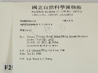 射脈菌屬藏品圖，第2張