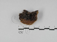 登錄號:F0025022藏品圖，第1張