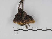 登錄號:F0025023藏品圖，第1張