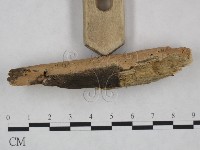 絲齒菌屬藏品圖，第3張