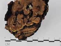 登錄號:F0025029藏品圖，第1張
