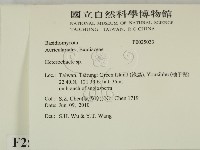 刺皮菌屬藏品圖，第2張