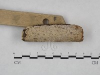 刺皮菌屬藏品圖，第3張