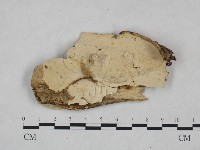 登錄號:F0025038藏品圖，第1張