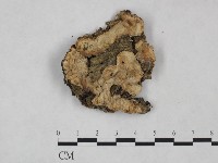 顯絲菌屬藏品圖，第1張