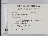 顯絲菌屬藏品圖，第2張