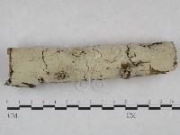 顯絲菌屬藏品圖，第1張