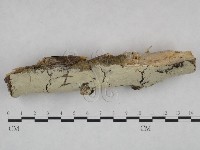 顯絲菌屬藏品圖，第3張