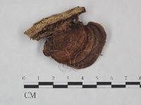 登錄號:F0025047藏品圖，第1張
