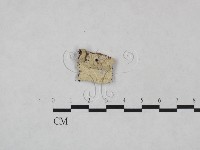 絲皮菌屬藏品圖，第1張