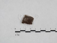 絲皮菌屬藏品圖，第3張