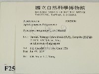 血紅密孔菌藏品圖，第2張