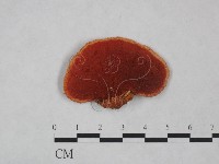 血紅密孔菌藏品圖，第3張