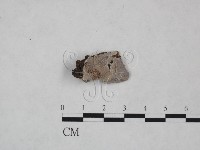 登錄號:F0025052藏品圖，第1張