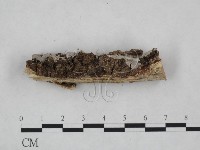 登錄號:F0025054藏品圖，第4張