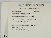 血紅密孔菌藏品圖，第2張