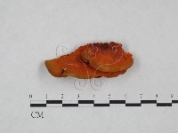 血紅密孔菌藏品圖，第3張