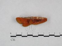 血紅密孔菌藏品圖，第4張