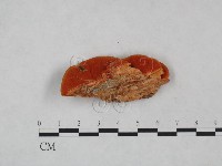 血紅密孔菌藏品圖，第5張