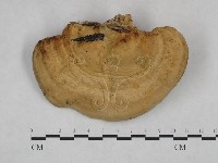 栓菌屬藏品圖，第1張