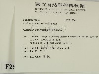 毛木耳藏品圖，第2張
