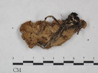 登錄號:F0025063藏品圖，第3張