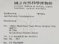靈芝屬藏品圖，第2張