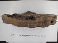 靈芝屬藏品圖，第4張