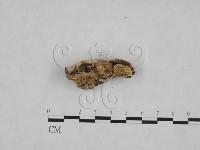 登錄號:F0025072藏品圖，第3張