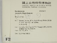 濕傘屬藏品圖，第2張