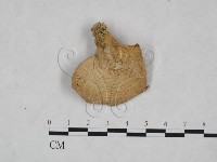 登錄號:F0025080藏品圖，第1張