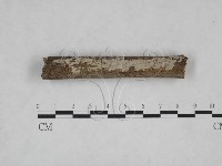 刺皮菌屬藏品圖，第1張