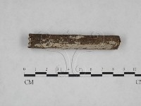 刺皮菌屬藏品圖，第3張