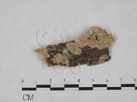 附毛菌屬藏品圖，第1張