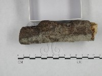 登錄號:F0025086藏品圖，第3張