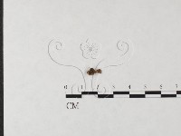 登錄號:F0025089藏品圖，第3張